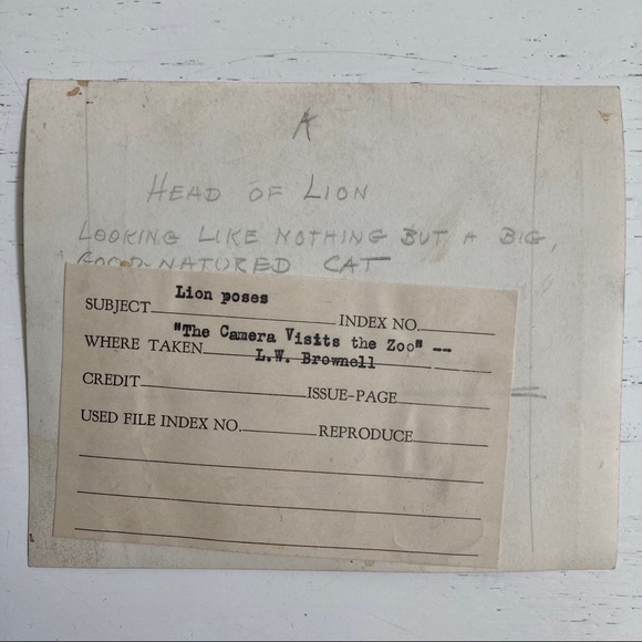 Lot of 5 Vintage Nature Magazine Press Photos 1927 - Picture 9 of 11